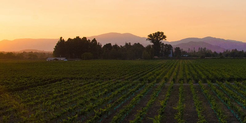 Zorzal Wines