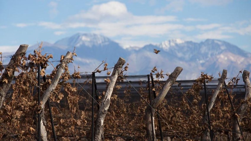 Vin�cola Fam�lia Bressia: tradi��o, eleg�ncia e a ess�ncia dos vinhos argentinos