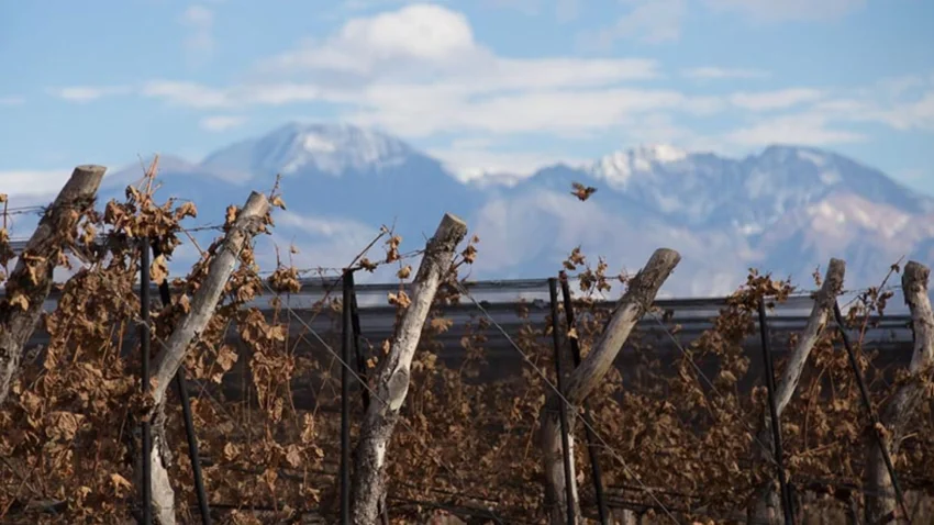 Vin�cola Fam�lia Bressia: tradi��o, eleg�ncia e a ess�ncia dos vinhos argentinos