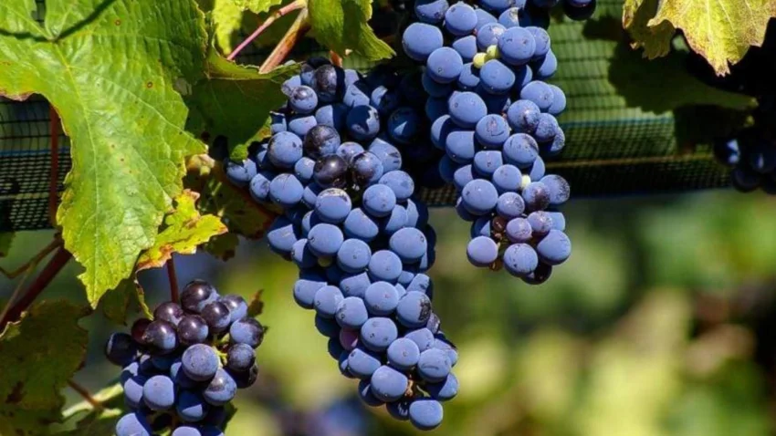 Dia da Uva Malbec: hist�ria, origem e r�tulos para brindar a data
