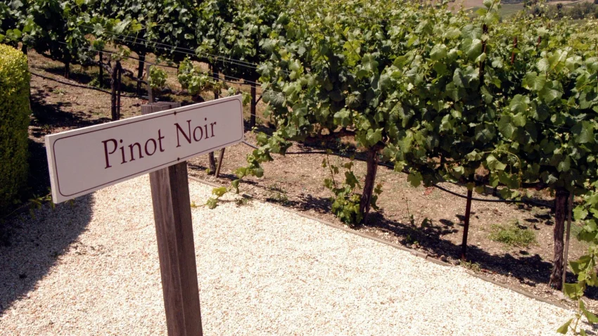 Dia da Pinot Noir: conhe�a a hist�ria, as caracter�sticas e as curiosidades dessa uva fascinante