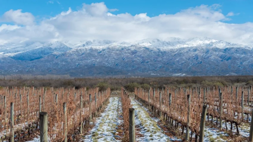 Bodegas Salentein: o lugar onde o vinho transforma paisagens e hist�rias