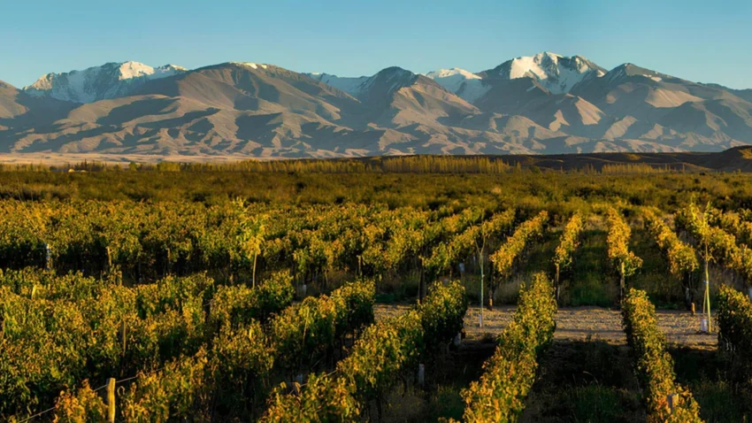 Zorzal Wines: a ess�ncia de Gualtallary em cada ta�a