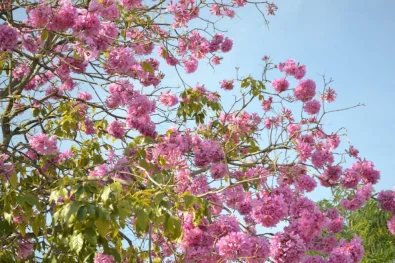 Primavera tem início nesta segunda