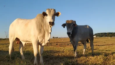 Foco de pesquisa da UNESP e UFV, metabolismo do f�gado precisa de aten��o especial no confinamento