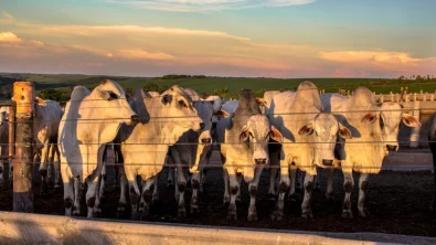 Pecuaristas Brasileiros Unem-se para Preservar os Pre�os do Boi Gordo