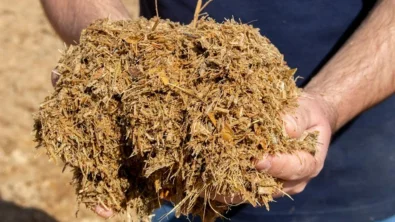 Sem tratamento antif�ngico adequado, pecuarista pode perder at� um ter�o da silagem