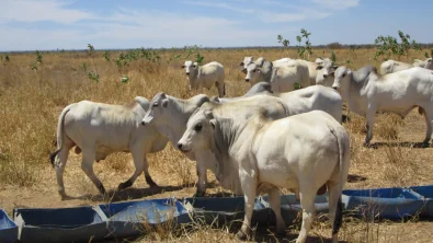 Produzir 1 arroba a cada 15 dias? Conhe�a o Confinamento Expresso