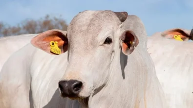 TIP ganha espa�o como estrat�gia de f�cil implementa��o e alta rentabilidade por �rea na termina��o de gado a pasto