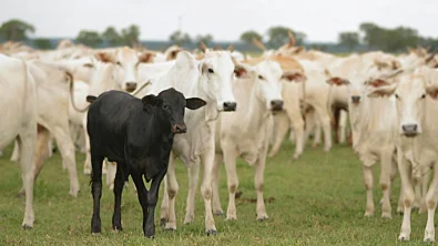 Para ter sistema de cria eficiente, � preciso ter aten��o � nutri��o j� antes da gesta��o