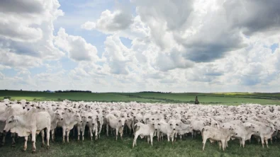 A a��o da chuva no suplemento mineral pode provocar desperd�cios e reduzir a qualidade do produto! Entenda como evitar essas perdas nutricionais.