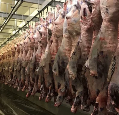 GPB pontua o impacto da altera��o de tratamento das carca�as com cisticercose ao produtor