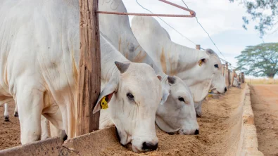Dieta de confinamento tamb�m precisa proteger o f�gado dos bovinos