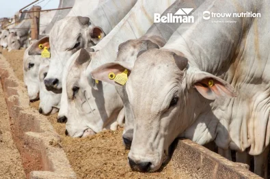 Estrat�gia nutricional dos bovinos deve levar em considera��o prote��o do alimento no cocho