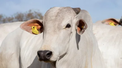 Sim, o conflito R�ssia x Ucr�nia pode trazer riscos para a pecu�ria brasileira. Mas h� alternativas para o produtor superar o desafio