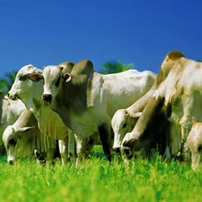 Inscri��es abertas para o IX Encontro de Bovinocultura de Corte