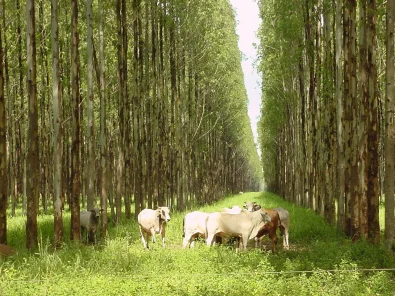 GPB ILPF ajuda produtores e t�cnicos a melhorem suas decis�es no campo