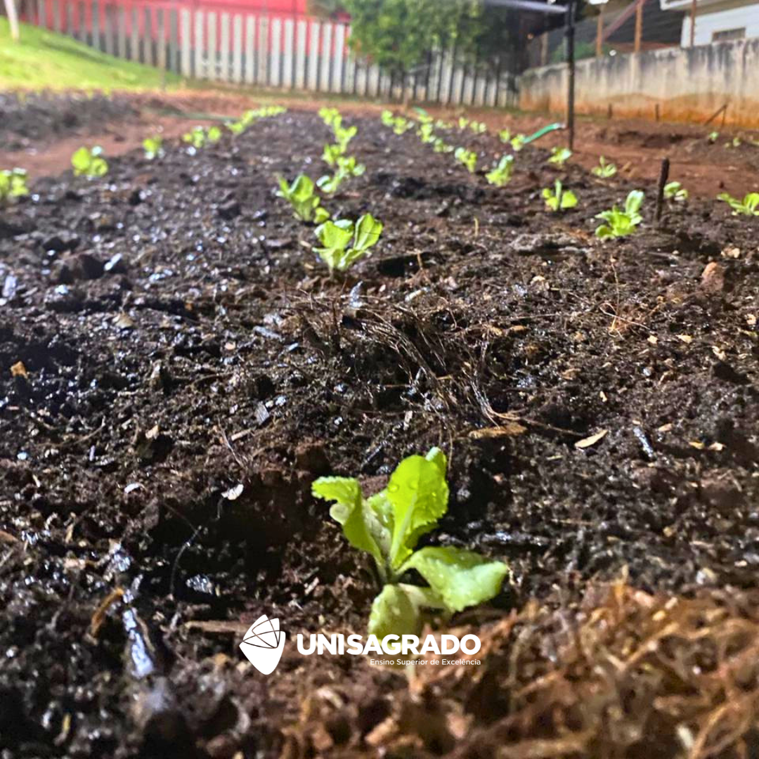 Implanta��o de horta - Eng. Agron�mica | 23/03