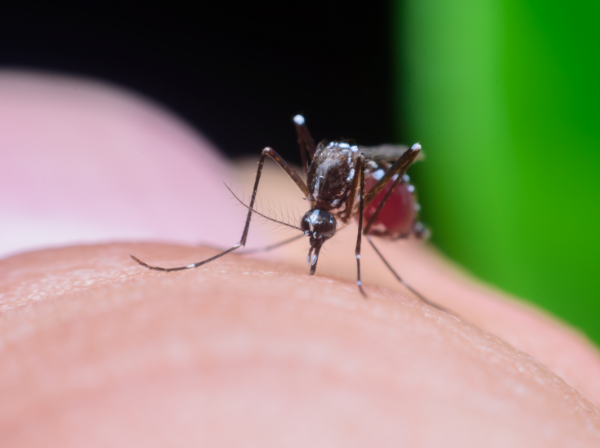 9 maneiras de se proteger contra o Zika. E a Dengue e chikungunya tambm!