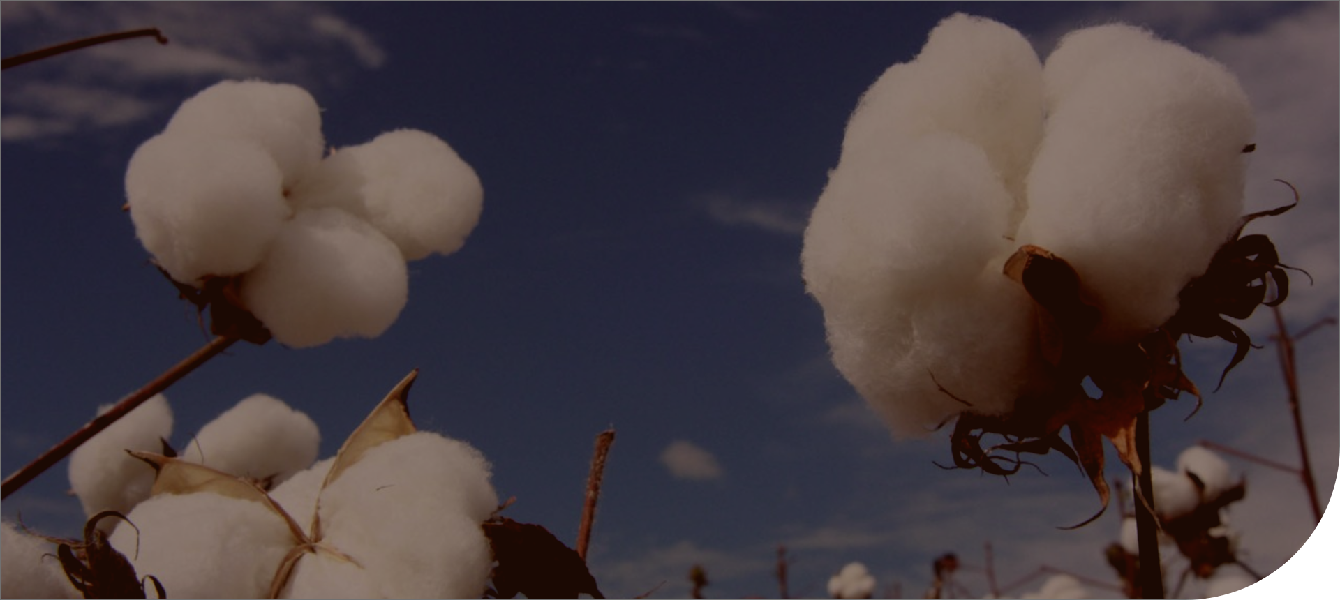 Banner 2
