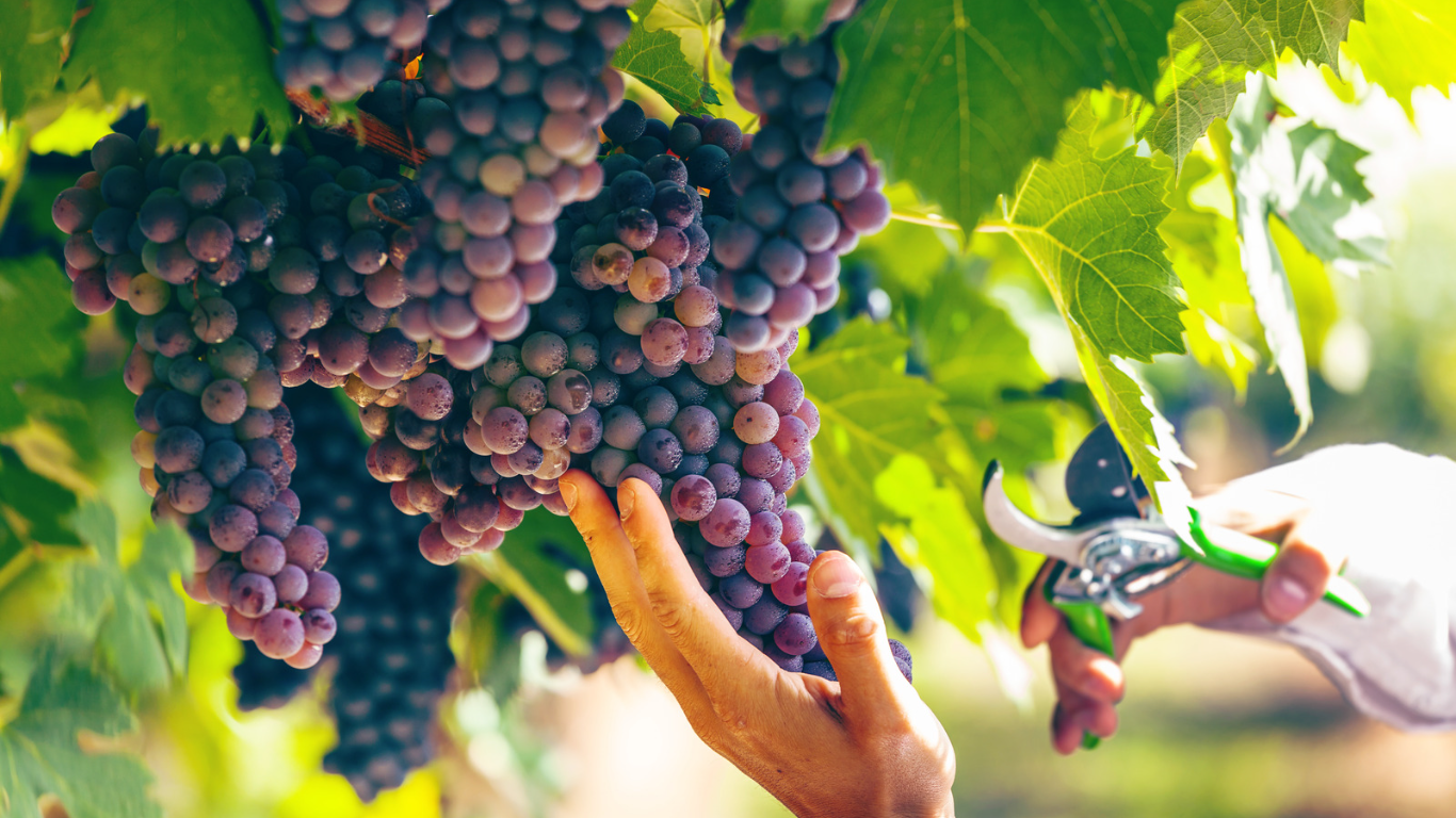 Conhea os 5 principais tipos de uvas para produo de vinhos