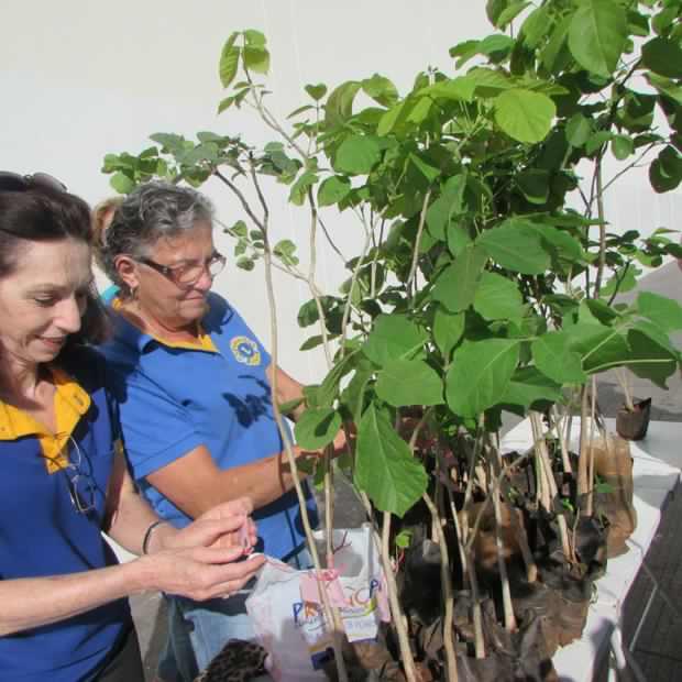 Leões do Lions Clube de Andradina Sul. Distribuição e Plantio de Árvores. Andradina SP.