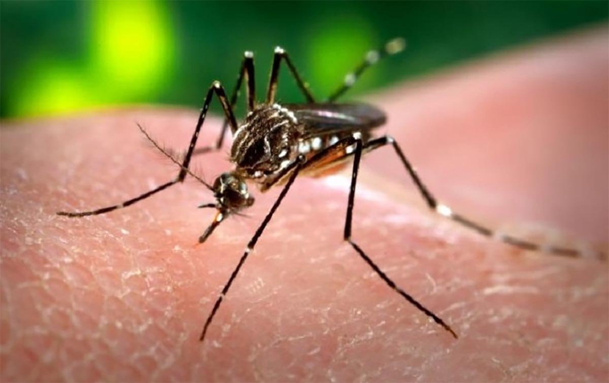 Teste para deteco de Dengue
