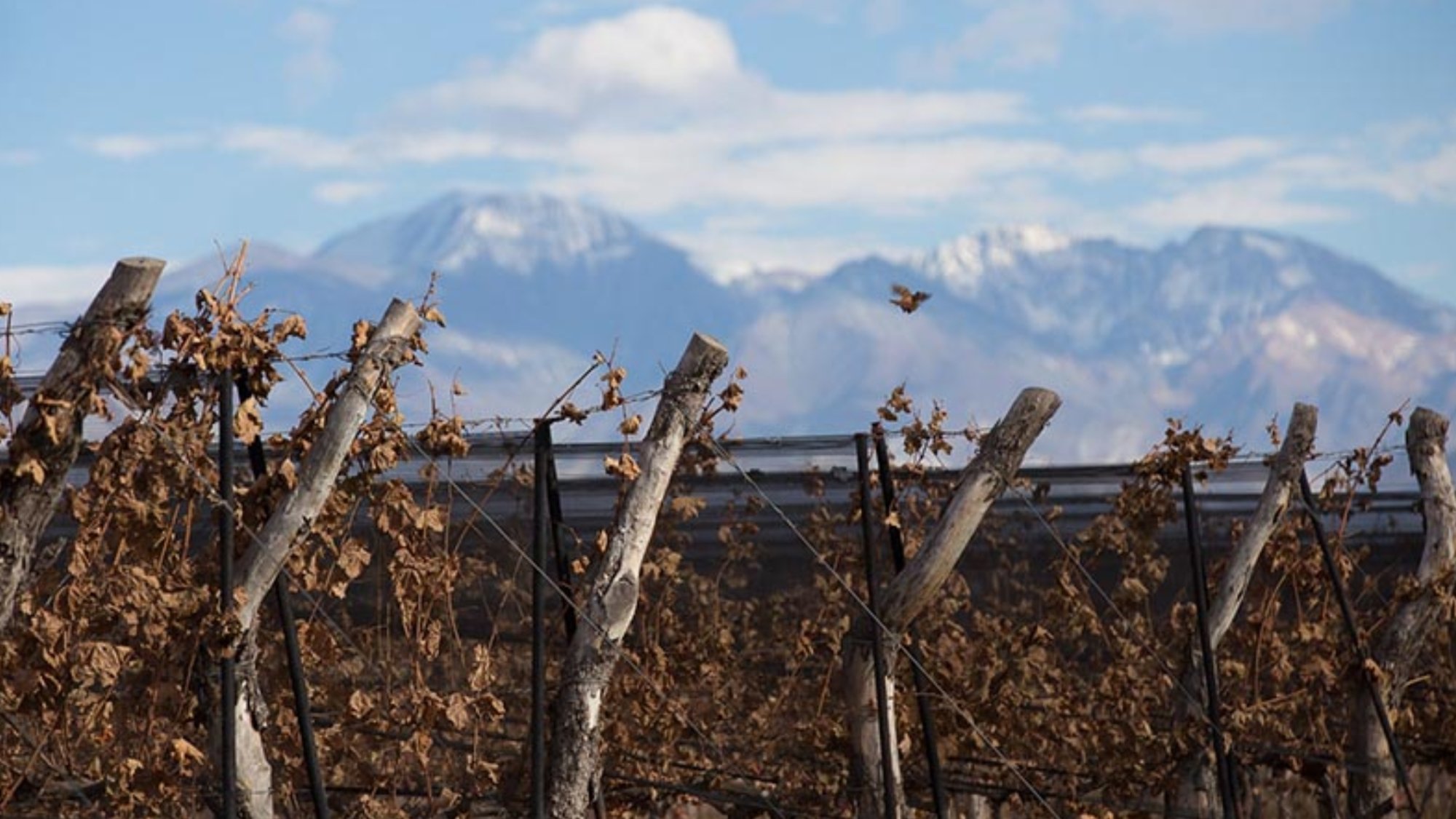 Vin�cola Fam�lia Bressia: tradi��o, eleg�ncia e a ess�ncia dos vinhos argentinos