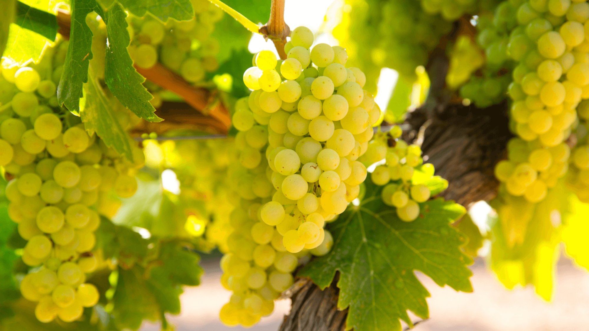 Dia da uva Chardonnay: a rainha das uvas brancas merece um brinde