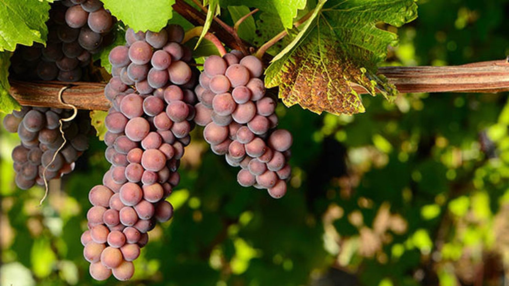 Dia da Pinot Grigio: a uva leve e refrescante que conquistou o mundo