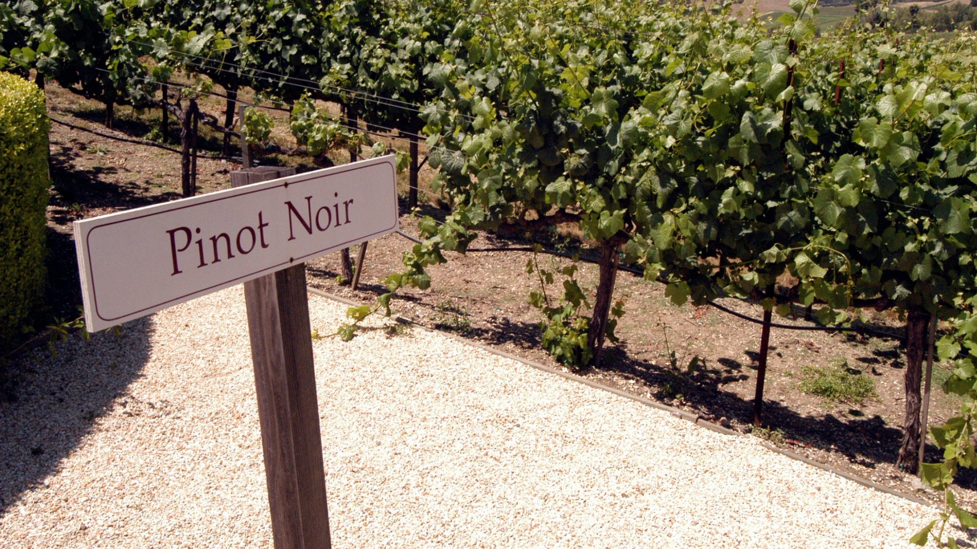 Dia da Pinot Noir: conhe�a a hist�ria, as caracter�sticas e as curiosidades dessa uva fascinante
