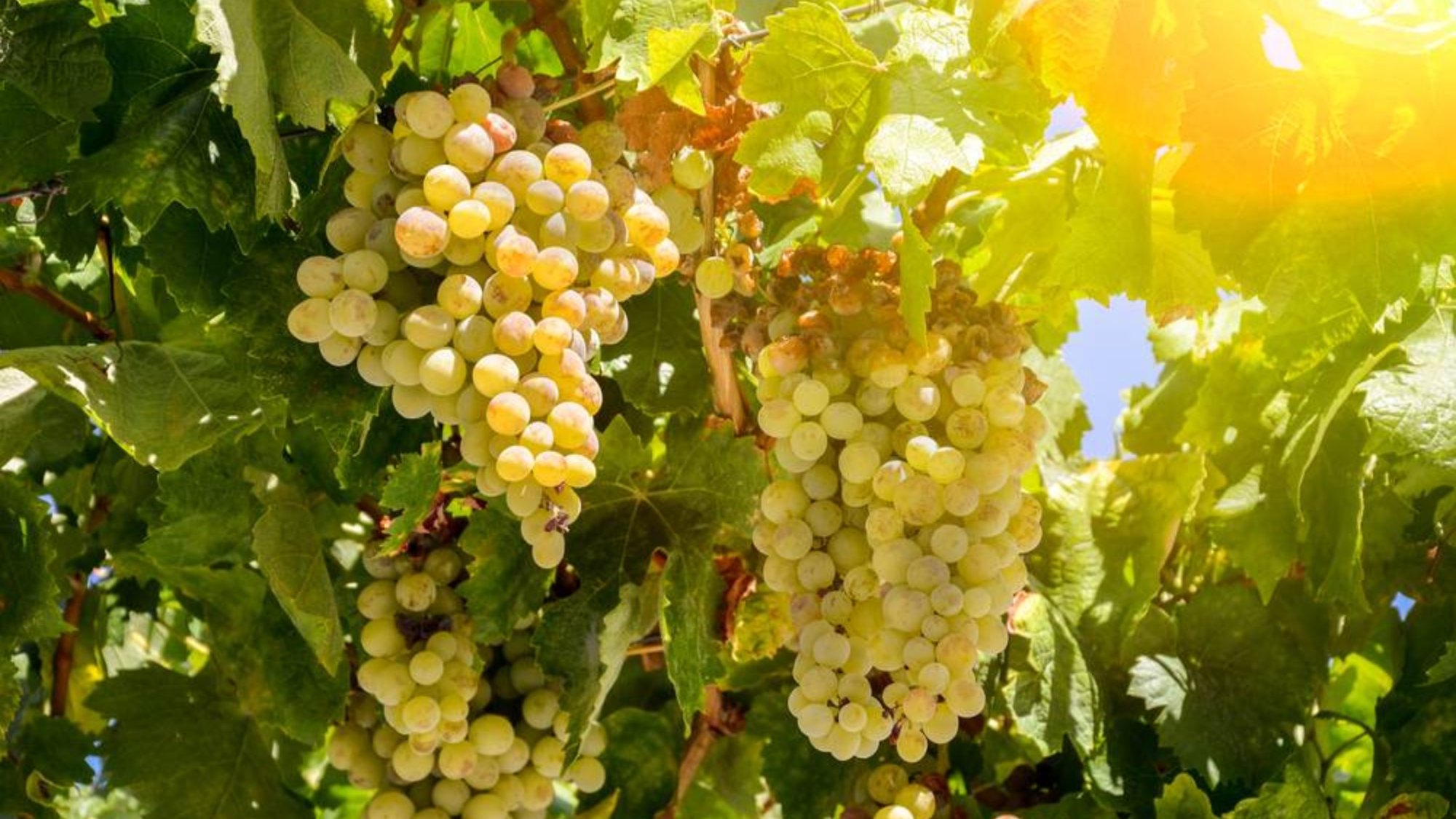 Dia da Uva Sauvignon Blanc: frescor, personalidade e versatilidade em cada ta�a