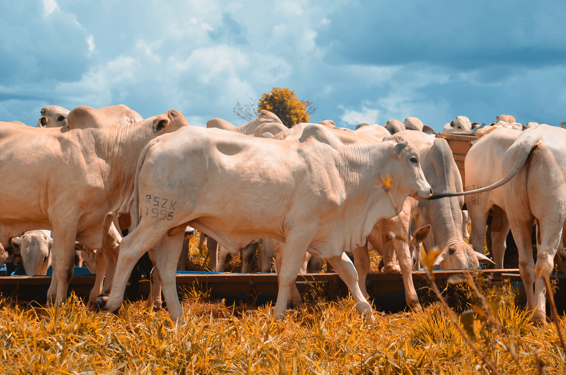 Cetosis en ganado bovino