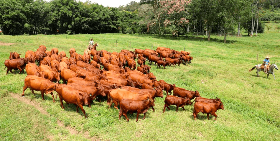 Acasalamento:    Sangue Taurino x Touro Bonsmara